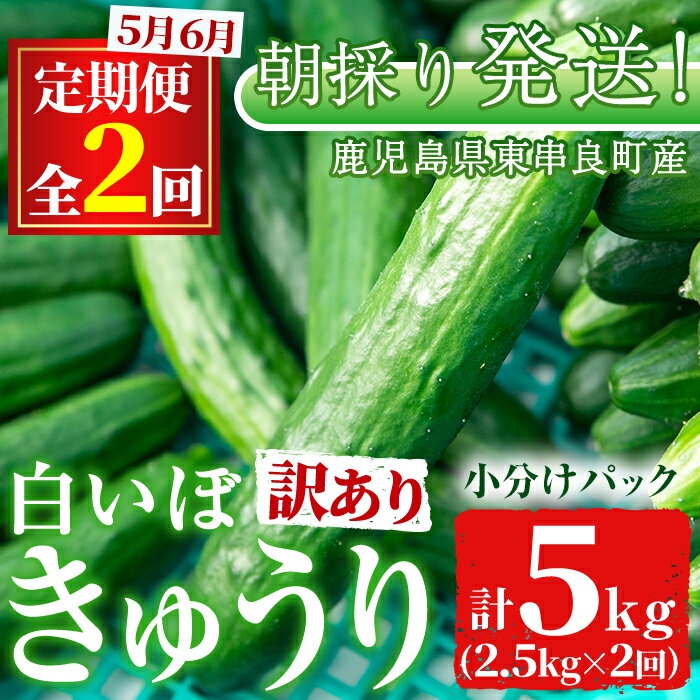 ＜訳あり＞＜定期便・全2回(5月・6月)＞愛情たっぷり！牧内農園の白いぼきゅうり(2.5kg×2回) 不揃い 規格外 野菜 やさい 旬 新鮮 サラダ きゅうり キュウリ 胡瓜 訳アリ 訳あり 定期便 期間限定 【牧内農園】【0123905b】