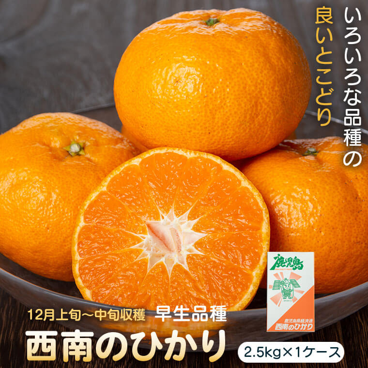 ＜先行予約受付中！2025年12月より収穫ができ次第順次発送予定＞肝付町産西南のひかり(2.5kg×1ケース) 鹿児島 国産 蜜柑 ミカン 柑橘 かんきつ フルーツ 果物 ギフト お歳暮【JA鹿児島きもつき高山支所】