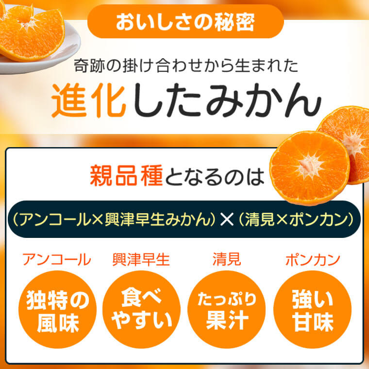 【ふるさと納税】＜先行予約受付中！2025年12月より収穫ができ次第順次発送予定＞肝付町産西南のひかり(2.5kg×1ケース) 鹿児島 国産 蜜柑 ミカン 柑橘 かんきつ フルーツ 果物 ギフト お歳暮【JA鹿児島きもつき高山支所】 サムネイル3