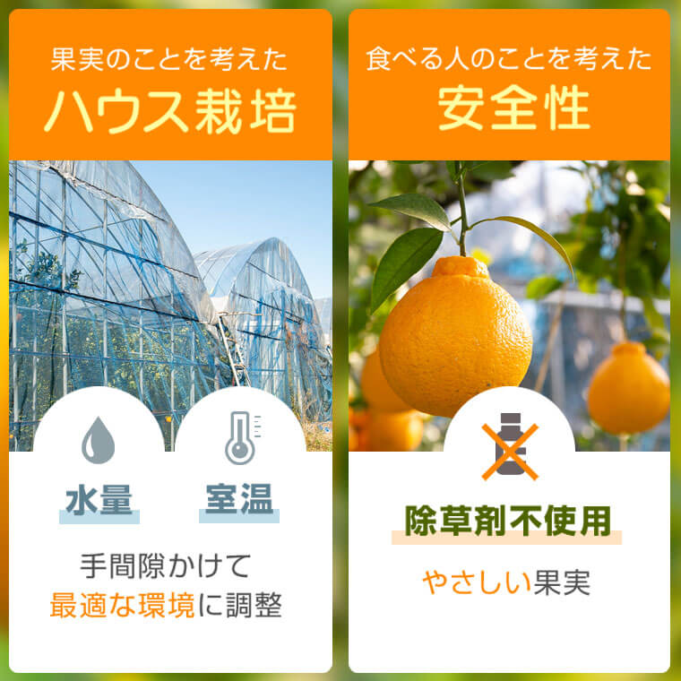 【ふるさと納税】＜先行予約受付中！2026年2月より収穫ができ次第順次発送予定＞肝付町産不知火(しらぬい)(計6kg・3kg×2ケース) 国産 フルーツ 果物 柑橘 みかん デコポン しらぬい 不和火 【JA鹿児島きもつき高山支所】 サムネイル3