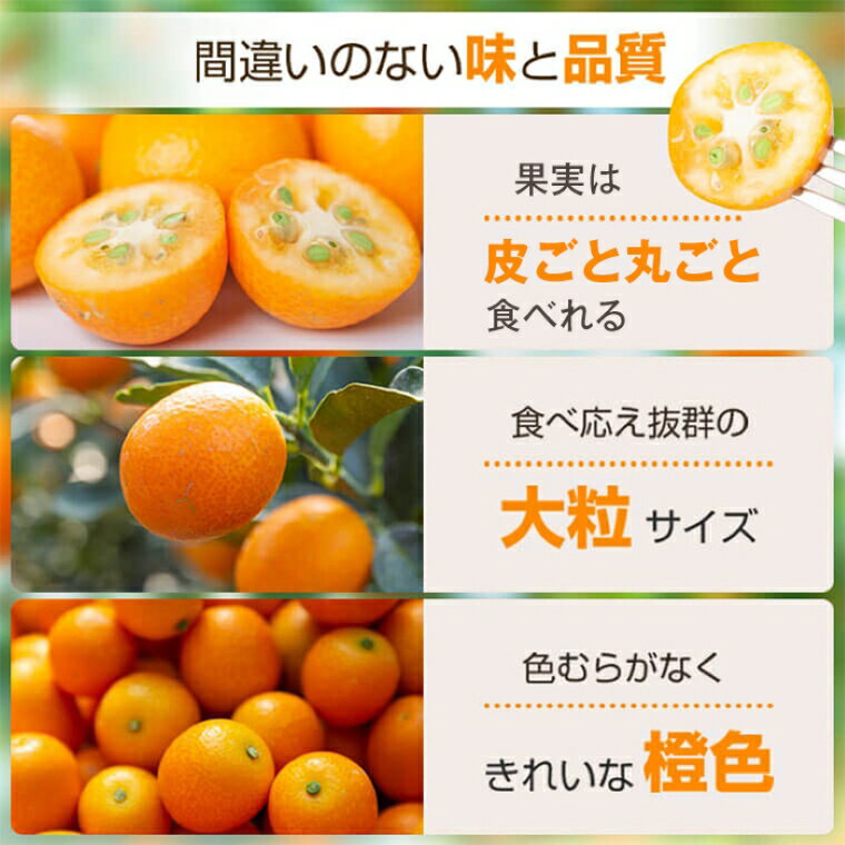 【ふるさと納税】＜先行予約受付中！2026年2月下旬に収穫ができ次第順次発送予定＞肝付町産 完熟ハウスきんかん(約3kg×1ケース) 鹿児島 国産 フルーツ 果物 柑橘 金柑 きんかん 果汁 ギフト お歳暮【JA鹿児島きもつき高山支所】 サムネイル3
