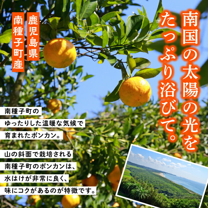 【ふるさと納税】 《先行予約》《2025年12月中旬頃〜1月中旬頃順次発送》 種子島産 ポンカン 約 10kg ( 約65玉 ) オレンジ ぽんかん 果物 フルーツ 食品 グルメ お取り寄せ お正月 人気 おすすめ ギフト 返礼品 南種子町 鹿児島 かごしま 【南種子町果樹部会】 サムネイル2