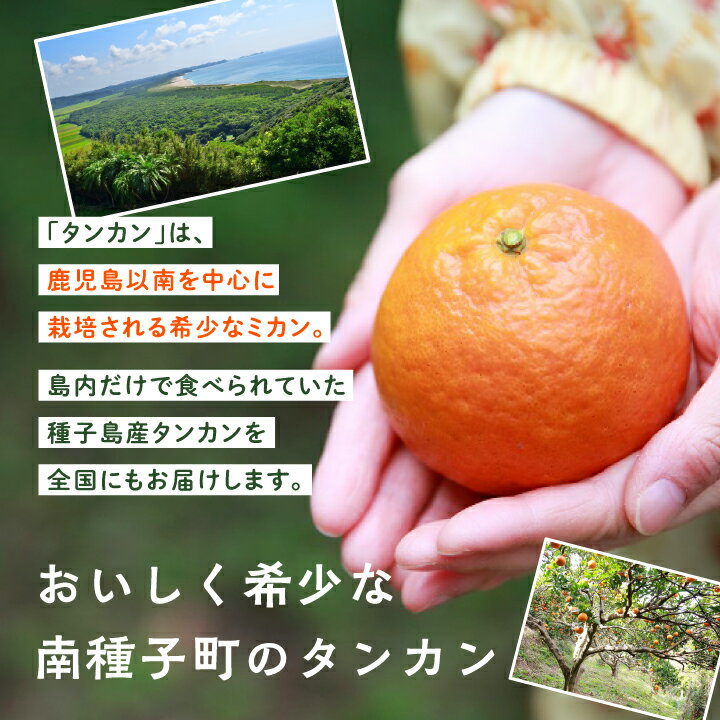 【ふるさと納税】 《 先行予約 》《 2026年2月中旬〜3月中旬頃順次発送 》 種子島産タンカン 約 5kg ( 24玉〜36玉 ) 家庭用 タンカン たんかん オレンジ みかん 柑橘 果物 フルーツ グルメ お取り寄せ お正月 人気 返礼品 南種子町 鹿児島 かごしま 【南種子町果樹部会】 サムネイル2