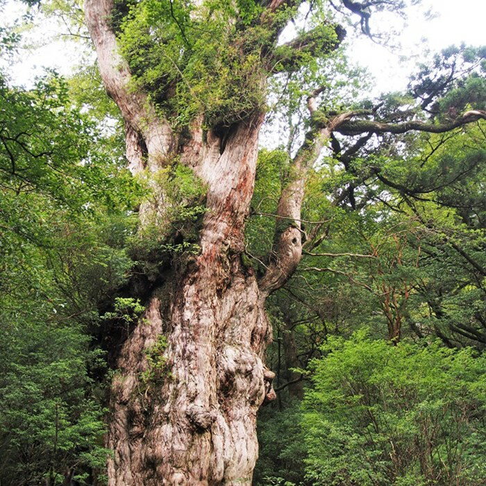 【装備レンタル付！】縄文杉トレッキング