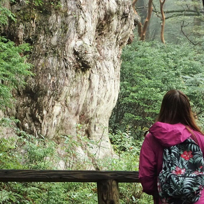 【ふるさと納税】【装備レンタル付！】縄文杉トレッキング - 画像2