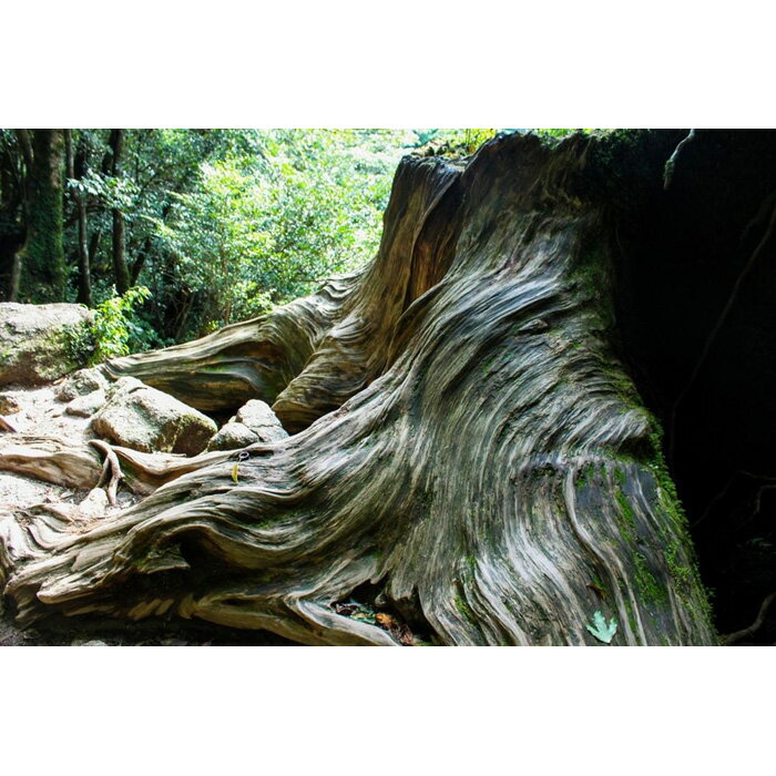 【ふるさと納税】屋久杉Initialイニシャルキーホルダー　A サムネイル3