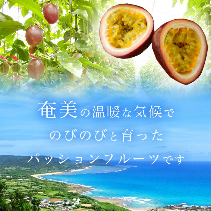 【ふるさと納税】【※先行予約 2026年7～9月頃順次発送予定】生産者が選べる パッションフルーツ バラ詰め 1kg 2kg 3kg 5kg 鹿児島県産 国産 栽培　農薬不使用 奄美大島 宇検村 果物 フルーツ リリコイ 果物時計草 南国 品種 産地直送 農家直送 家庭用 特産品 旬 新物 - 画像3