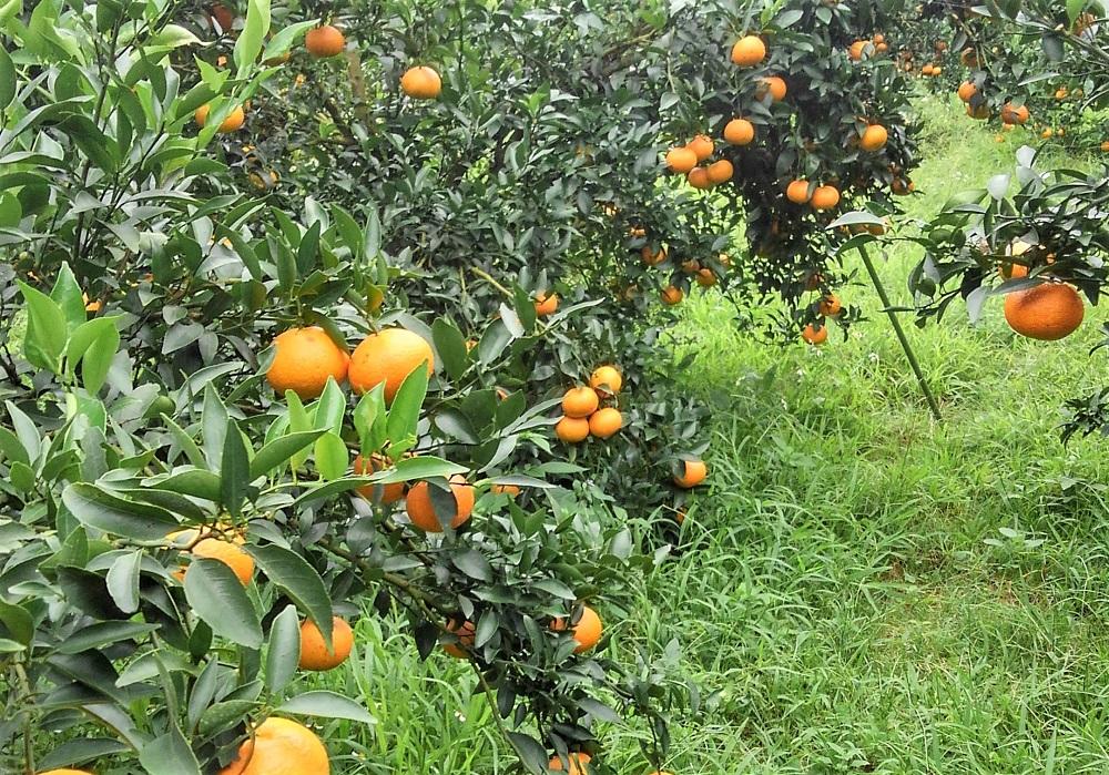 【ふるさと納税】☆先行受付☆武富農園の奄美 津之輝 約3kg サムネイル2