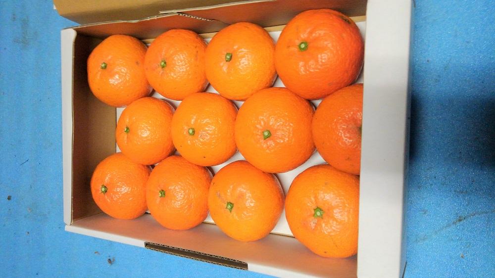 【ふるさと納税】☆先行受付☆武富農園の奄美 津之輝 約3kg サムネイル3