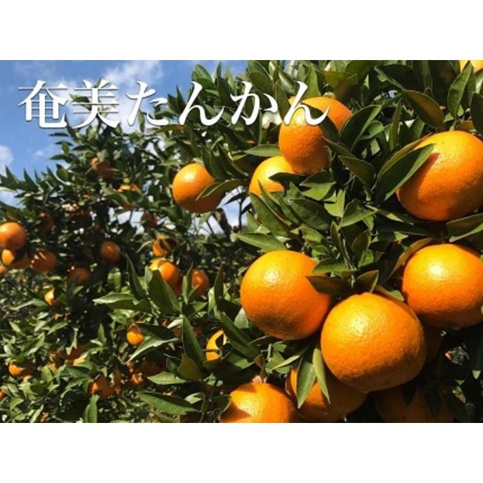 【ふるさと納税】【2026年2月以降発送】訳あり 奄美たんかん 家庭用10kg＜数量限定／先行予約＞ | 10kg 奄美 奄美大島 たんかん フルーツ 果物 期間限定 瀬戸内町 鹿児島 鹿児島県 九州 送料無料 おすすめ 人気 柑橘 お取り寄せ 家庭用 サムネイル2