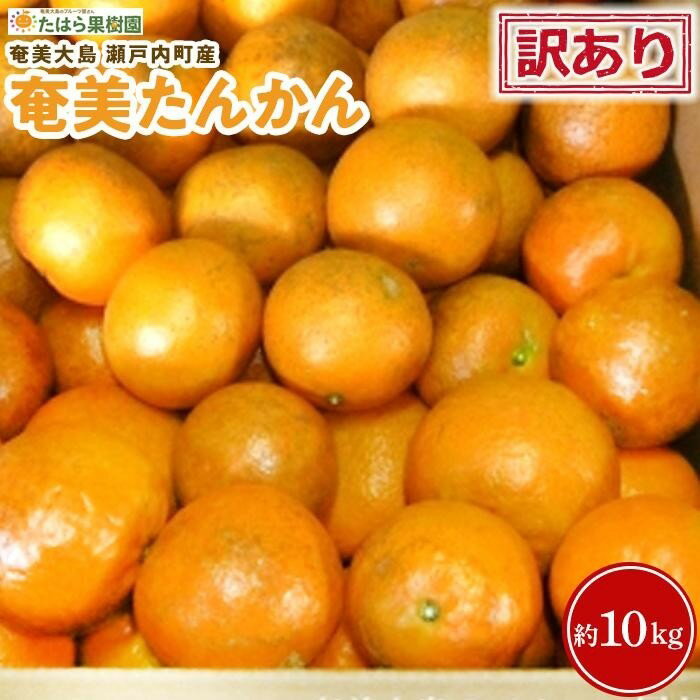 【2026年2月以降発送】訳あり 奄美たんかん 家庭用10kg＜数量限定／先行予約＞ | 10kg 奄美 奄美大島 たんかん フルーツ 果物 期間限定 瀬戸内町 鹿児島 鹿児島県 九州 送料無料 おすすめ 人気 柑橘 お取り寄せ 家庭用