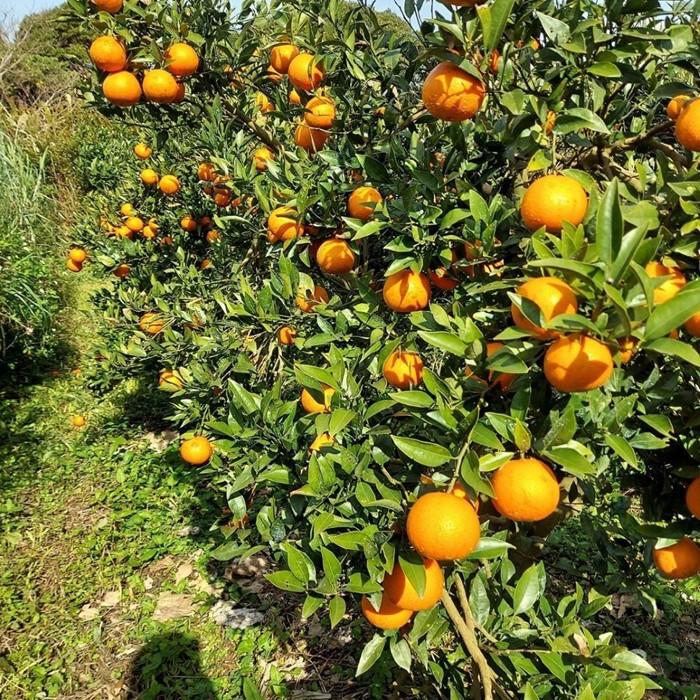 【ふるさと納税】【2026年発送分 先行受付】たんかん ご家庭用バラ詰め3kg×2箱【たけはら農園】 | 鹿児島県 鹿児島 瀬戸内町 九州 奄美大島 奄美 楽天ふるさと 納税 特産品 名産品 お取り寄せ ご当地 グルメ フルーツ 果物 柑橘 たんかん タンカン サムネイル2
