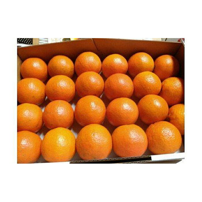 【ふるさと納税】【2026年発送 先行予約】武富農園の奄美たんかん 約3kg | 果物 フルーツ 先行予約 数量限定 送料無料 奄美 奄美大島 瀬戸内町 鹿児島 鹿児島県 九州 お取り寄せ おすすめ サムネイル3