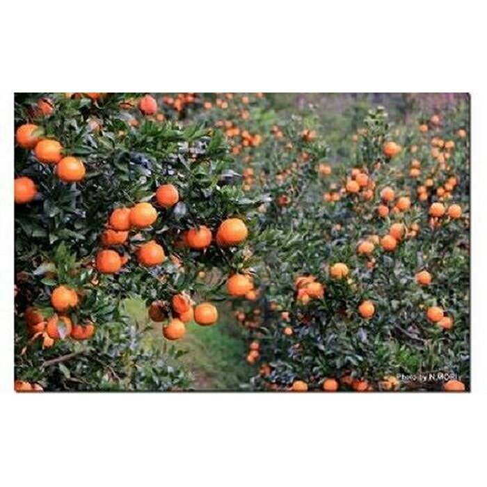 【ふるさと納税】【2026年発送 先行予約】武富農園の奄美たんかん 約10kg Sサイズ | 果物 フルーツ 先行予約 数量限定 送料無料 奄美 奄美大島 瀬戸内町 鹿児島 鹿児島県 九州 お取り寄せ おすすめ サムネイル2