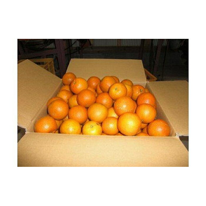 【ふるさと納税】【2026年発送 先行予約】武富農園の奄美たんかん 約10kg Sサイズ | 果物 フルーツ 先行予約 数量限定 送料無料 奄美 奄美大島 瀬戸内町 鹿児島 鹿児島県 九州 お取り寄せ おすすめ サムネイル3