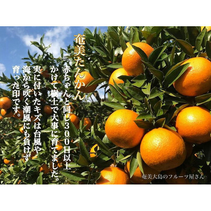 【ふるさと納税】【2026年2月以降発送】奄美たんかん 約3kg化粧箱＜数量限定／先行予約＞ | 3kg 奄美 奄美大島 たんかん フルーツ 果物 期間限定 瀬戸内町 鹿児島 鹿児島県 九州 送料無料 おすすめ 人気 柑橘 お取り寄せ サムネイル2