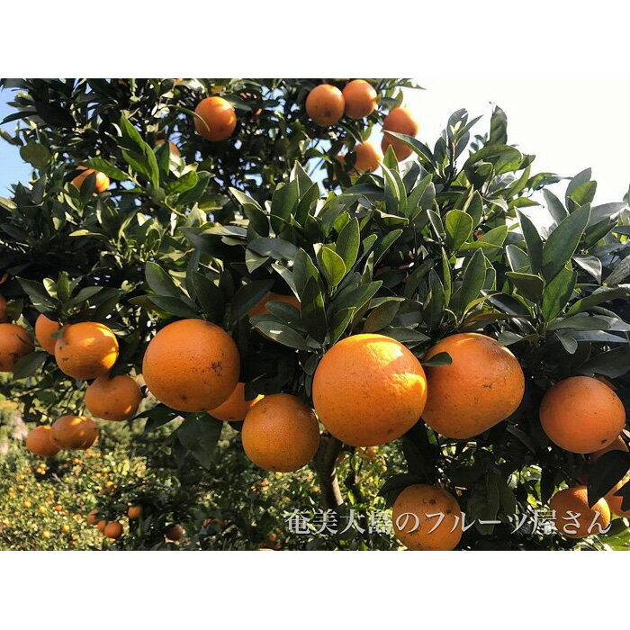 【ふるさと納税】【2026年2月以降発送】奄美たんかん 約3kg化粧箱＜数量限定／先行予約＞ | 3kg 奄美 奄美大島 たんかん フルーツ 果物 期間限定 瀬戸内町 鹿児島 鹿児島県 九州 送料無料 おすすめ 人気 柑橘 お取り寄せ サムネイル3