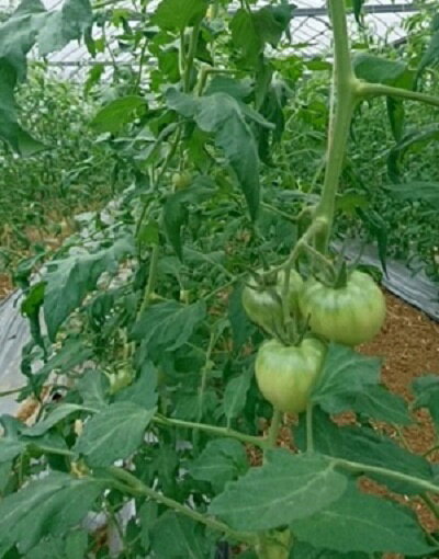 【ふるさと納税】喜界町産トマト3.5kg〜4.0kg　矢竹農園【2026年1月から順次発送】 - 画像2