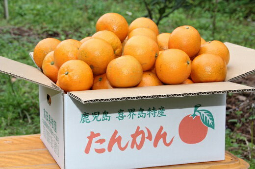 【ふるさと納税】訳あり　たんかん(5Kg大小混合)　高岡果樹園直送【2026年2月頃発送】 サムネイル2