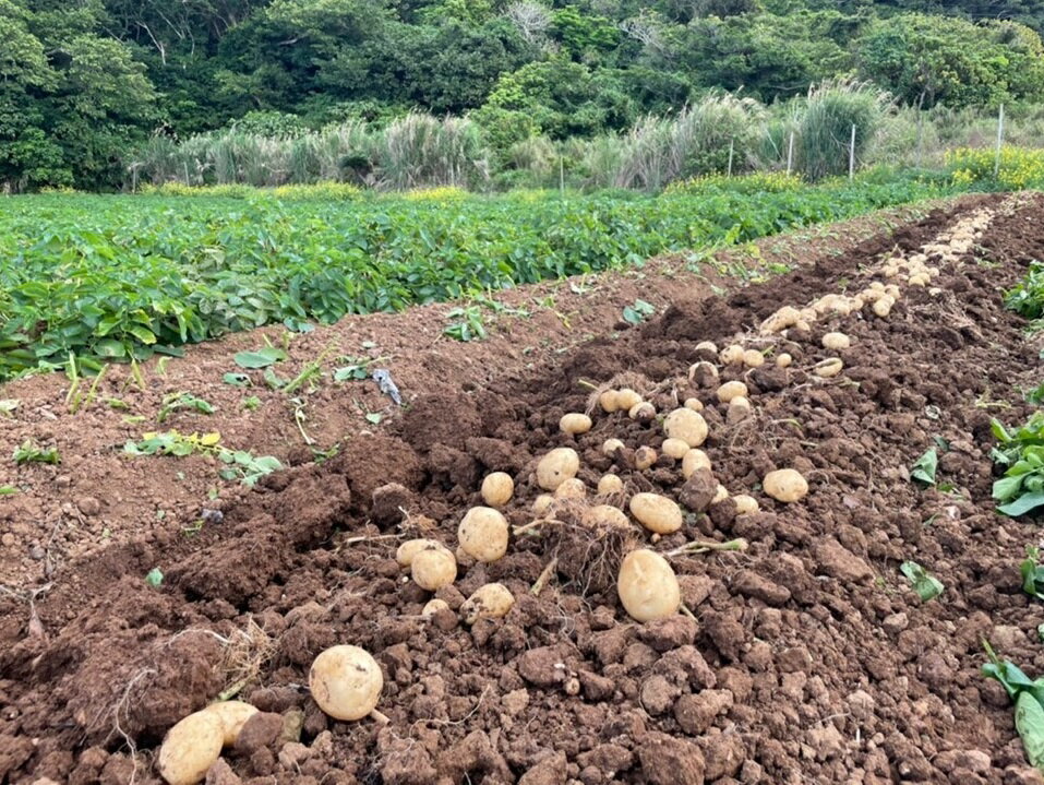【ふるさと納税】先行受付『2026年3月発送』"サンゴの恵み" 新じゃがいも 5kg【大小混合】【日付指定不可】 - 画像3