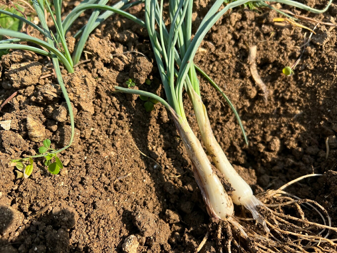【ふるさと納税】【2025年4月頃から発送】　鮮度抜群！土付き　喜界島産 島らっきょう　1kg - 画像2