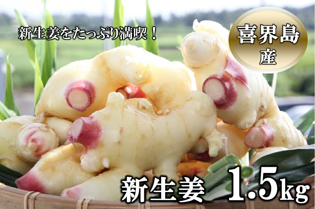 喜界島産『新生姜』1.5Kg　ショウガ/しょうが【2025年9月から発送】