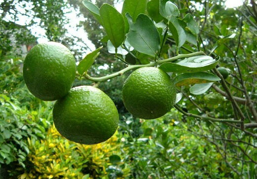 【数量限定】花良治みかん(2kg)　農家直送【2025年10月から発送】