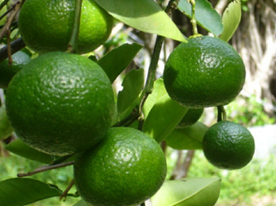 【ふるさと納税】【数量限定】花良治みかん(2kg)　農家直送【2025年10月から発送】 サムネイル2