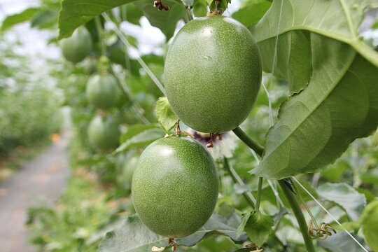 【ふるさと納税】【2026年6月頃から発送】パッションフルーツ 12個入り×1箱(約1kg)【配達指定不可】 サムネイル3