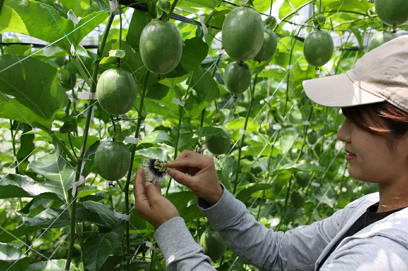 【ふるさと納税】【2026年6月頃から発送】パッションフルーツ 12個入り×1箱(約1kg)【配達指定不可】 サムネイル2