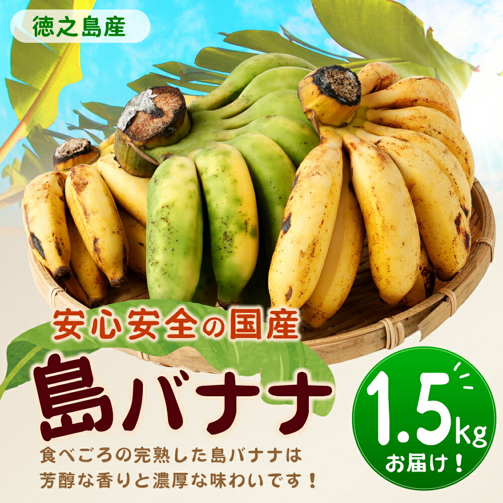 【ふるさと納税】【2025年発送】徳之島 子宝バナナ 1.5kg 島バナナ バナナ フルーツ 果物 南国フルーツ くだもの 国産 鹿児島県 送料無料 AL-6-N サムネイル2