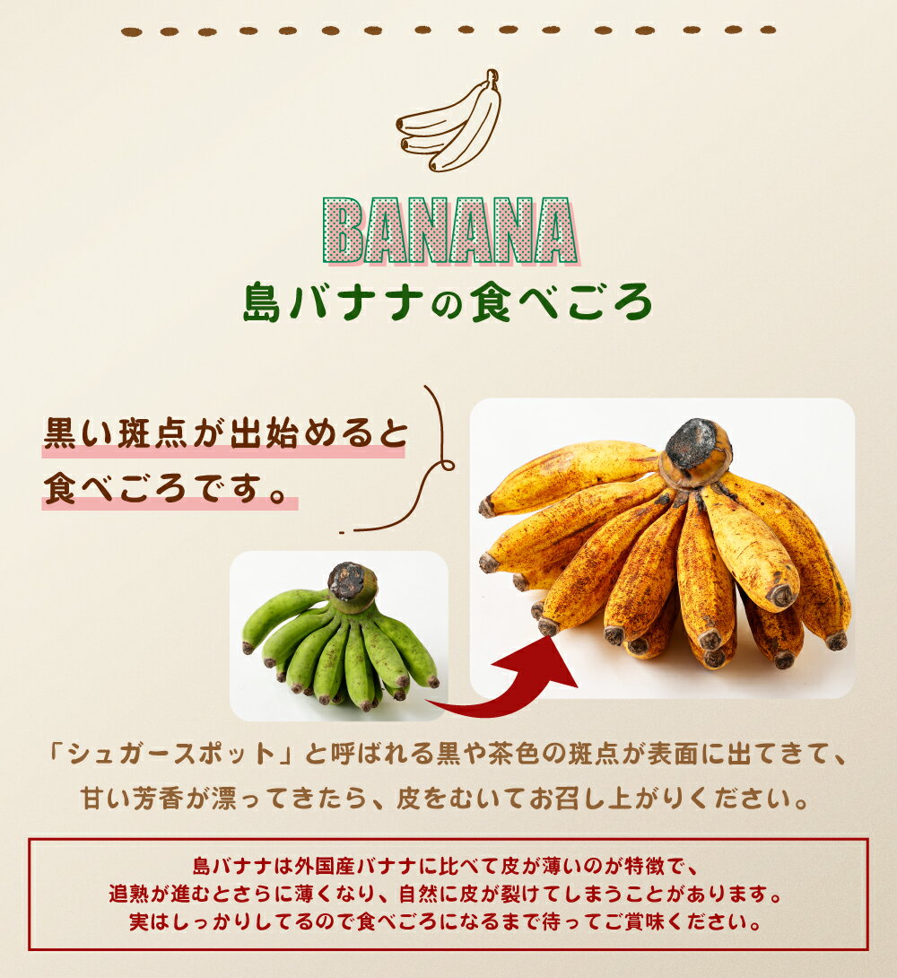 【ふるさと納税】【2025年発送】徳之島 子宝バナナ 1.5kg 島バナナ バナナ フルーツ 果物 南国フルーツ くだもの 国産 鹿児島県 送料無料 AL-6-N サムネイル3