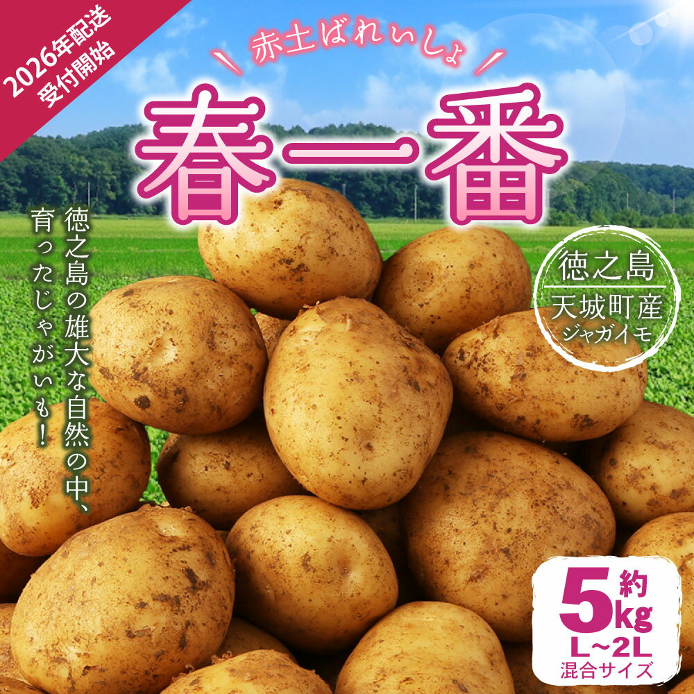【ふるさと納税】【先行受付】徳之島 天城町産 赤土ばれいしょ 新じゃが【春一番】5kg L～2L 混合サイズ ジャガイモ じゃがいも ばれいしょ バレイショ お手軽 送料無料 国産 野菜 九州産 鹿児島県産 新じゃが 春 F-4-N サムネイル2