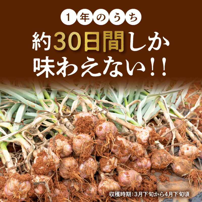 【ふるさと納税】【2026年先行予約 期間限定】 生にんにく 2L玉 2kg 24個 ～ 28個 農家厳選 南国の赤土で育んだ 3月下旬 ～ 4月下旬 にんにく 野菜 数量 限定 貴重 沖永良部 秀品 濃厚 おつまみ 肉厚 新鮮 国産 島農園 鹿児島 和泊町 おすすめ ランキング プレゼント ギフト - 画像3
