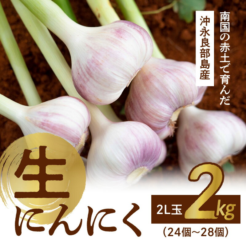 【ふるさと納税】【2026年先行予約 期間限定】 生にんにく 2L玉 2kg 24個 ～ 28個 農家厳選 南国の赤土で育んだ 3月下旬 ～ 4月下旬 にんにく 野菜 数量 限定 貴重 沖永良部 秀品 濃厚 おつまみ 肉厚 新鮮 国産 島農園 鹿児島 和泊町 おすすめ ランキング プレゼント ギフト - 画像2