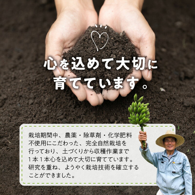 【ふるさと納税】先行受付 バナナ ドライフルーツ 30g × 2袋 農家 完全自然栽培 島バナナ 手づくり 濃厚な甘み 芳醇な香り 砂糖 着色料 保存料 不使用 無添加 ヨーグルト アイス トッピング おやつ お菓子作り アレンジ 沖永良部島産 和泊町 お取り寄せ フルーツ 送料無料 サムネイル3