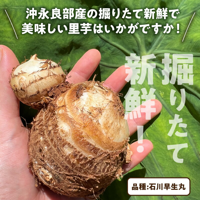 【ふるさと納税】【2026年先行予約】＜容量選べる＞ 新鮮 おいしい 里芋 石川早生丸 2kg or 5kg 6月お届け 野菜 ベジタブル ベジタリアン ミネラル豊富 先行予約 先行受付 予約 料理 調理 沖永良部産 堀りたて 穐田農園 ふるさと納税 知名町 おすすめ ランキング プレゼント - 画像3