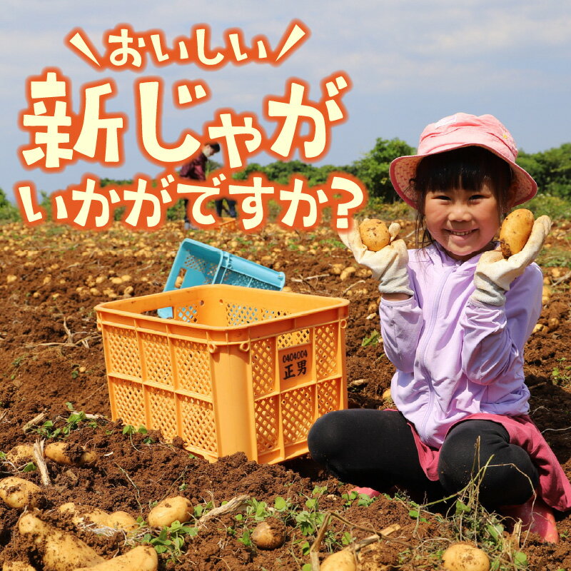 【ふるさと納税】【2026年先行予約】新ジャガイモ 5kg 4月お届け ゴールド 農薬不使用 じゃがいも 芋 新じゃが 野菜 根菜 ほっかいこがね 予約 期間 数量 限定 ホクホク 煮崩れしにくい 万能 Rin管理システム 鹿児島 知名町 おすすめ ランキング プレゼント ギフト - 画像3