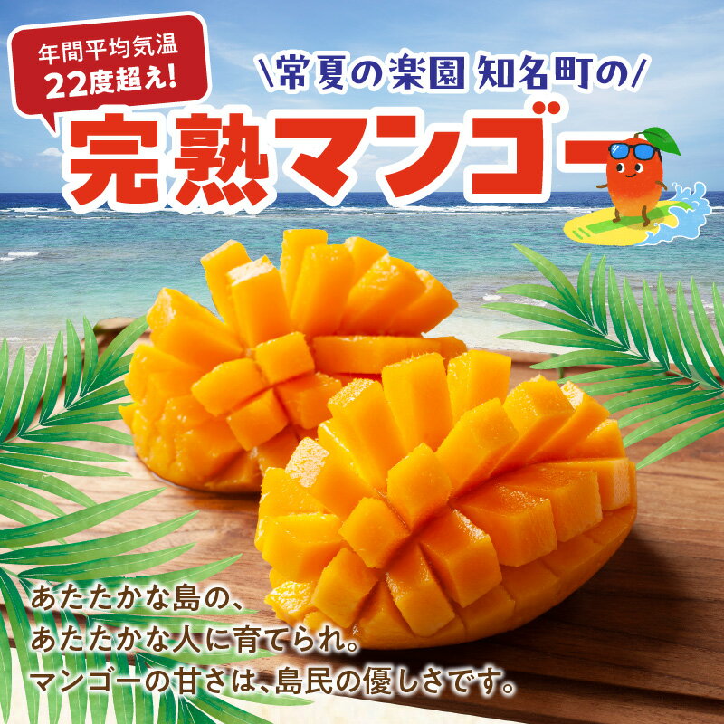 【ふるさと納税】【2026年先行予約】＜選べる＞ 訳あり 完熟マンゴー 約 1kg or 2kg 家庭用 わけあり 規格外 えみちゃん農園 マンゴー フルーツ 果物 先行予約 数量 期間 限定 完熟 南国 無加温 甘い 自宅用 鹿児島 知名町 沖永良部 おすすめ ランキング プレゼント ギフト サムネイル3