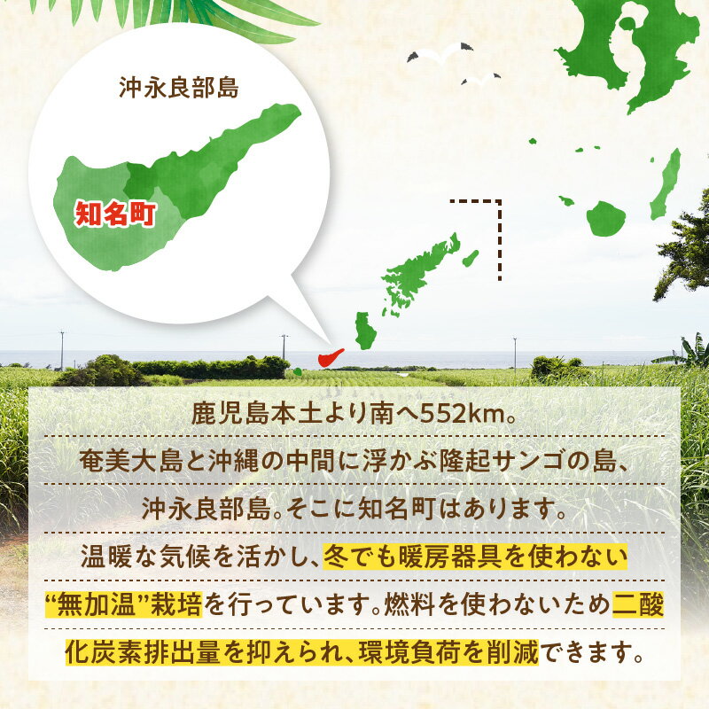 【ふるさと納税】【2026年先行予約】＜選べる＞ 完熟マンゴー 1kg or 2kg 2個 ～ 6個 えみちゃん農園 マンゴー フルーツ 果物 果実 先行予約 数量 期間 限定 完熟 南国 無加温 甘い 滑らか 化粧箱 鹿児島 知名町 沖永良部島 沖永良部 おすすめ ランキング プレゼント ギフト サムネイル3