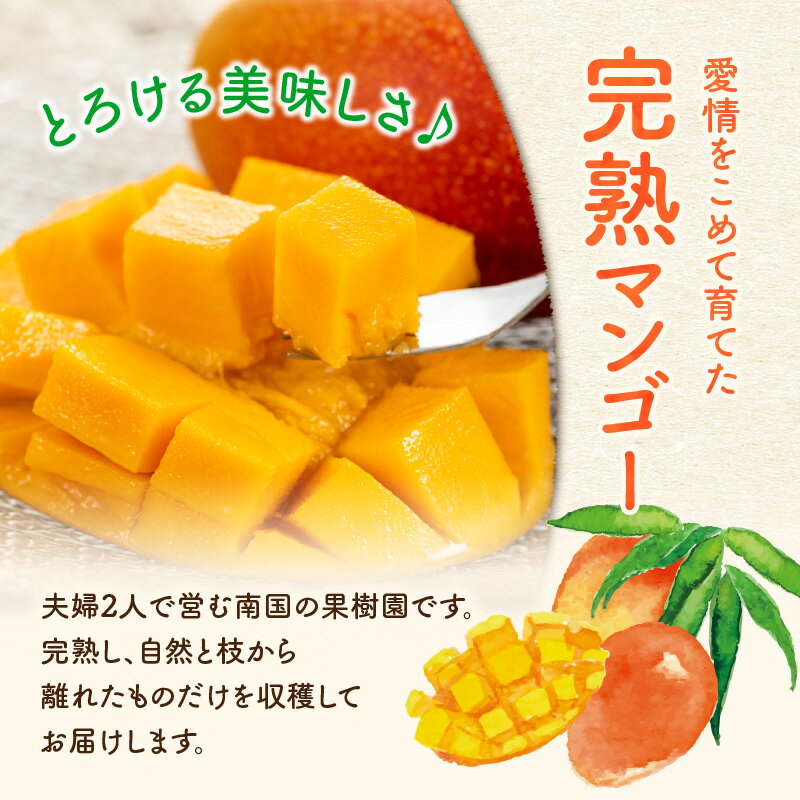 【ふるさと納税】【2026年先行予約】 完熟マンゴー 訳あり 2kg ファーム白川 わけあり 限定 規格外 果物 フルーツ マンゴー 完熟 食べごろ 期間 数量 先行予約 南国 果実 ふるさと納税 鹿児島 知名町 沖永良部 おすすめ ランキング プレゼント ギフト サムネイル3