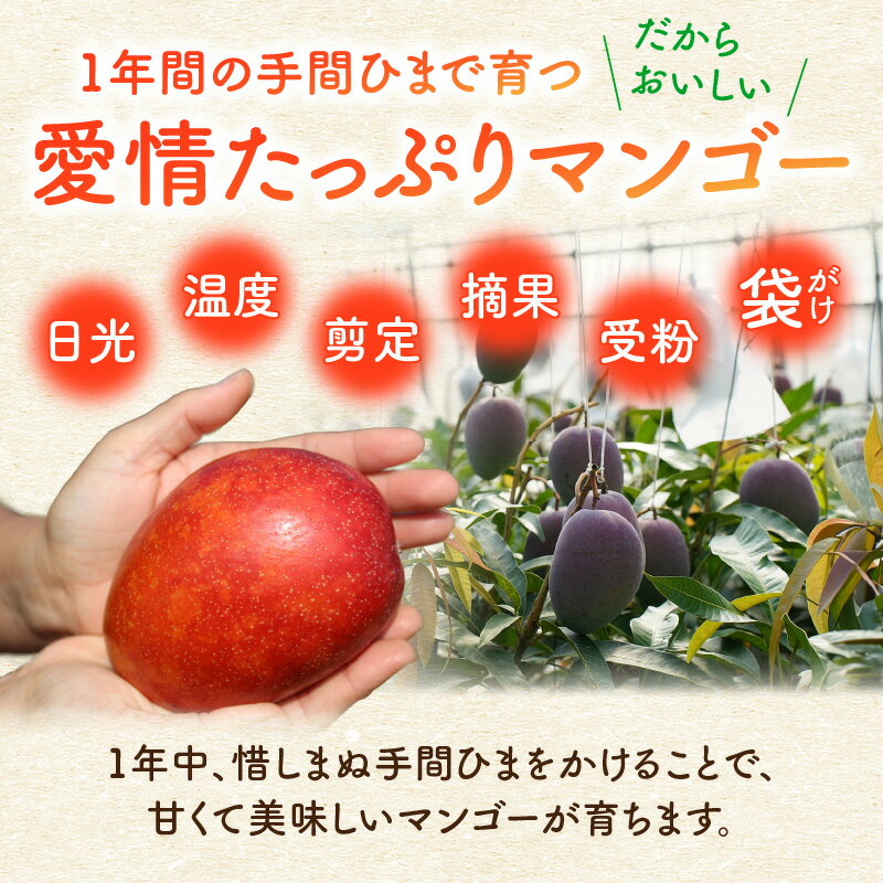 【ふるさと納税】【2026年先行予約】＜選べる＞ 完熟マンゴー 1kg or 2kg ファーム白川 果物 フルーツ マンゴー 完熟 食べごろ 期間 数量 限定 先行予約 南国 果実 ふるさと納税 鹿児島 知名町 沖永良部 おすすめ ランキング プレゼント ギフト サムネイル3