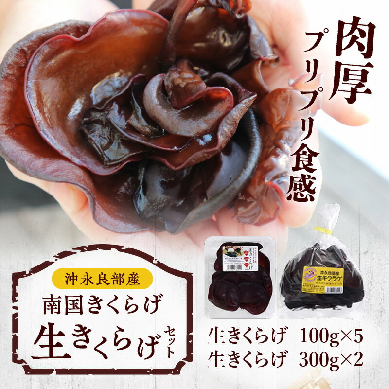 【ふるさと納税】 南国 きくらげ 生セット 計1.1kg 生きくらげ 木耳 きのこ 歯ごたえ 肉厚 ミネラル ぷりぷり 食感 料理 美味しい 国産 大容量 ボリューム 沖永良部 冷蔵 南国きのこ苑 鹿児島 知名町 おすすめ ランキング プレゼント ギフト - 画像2