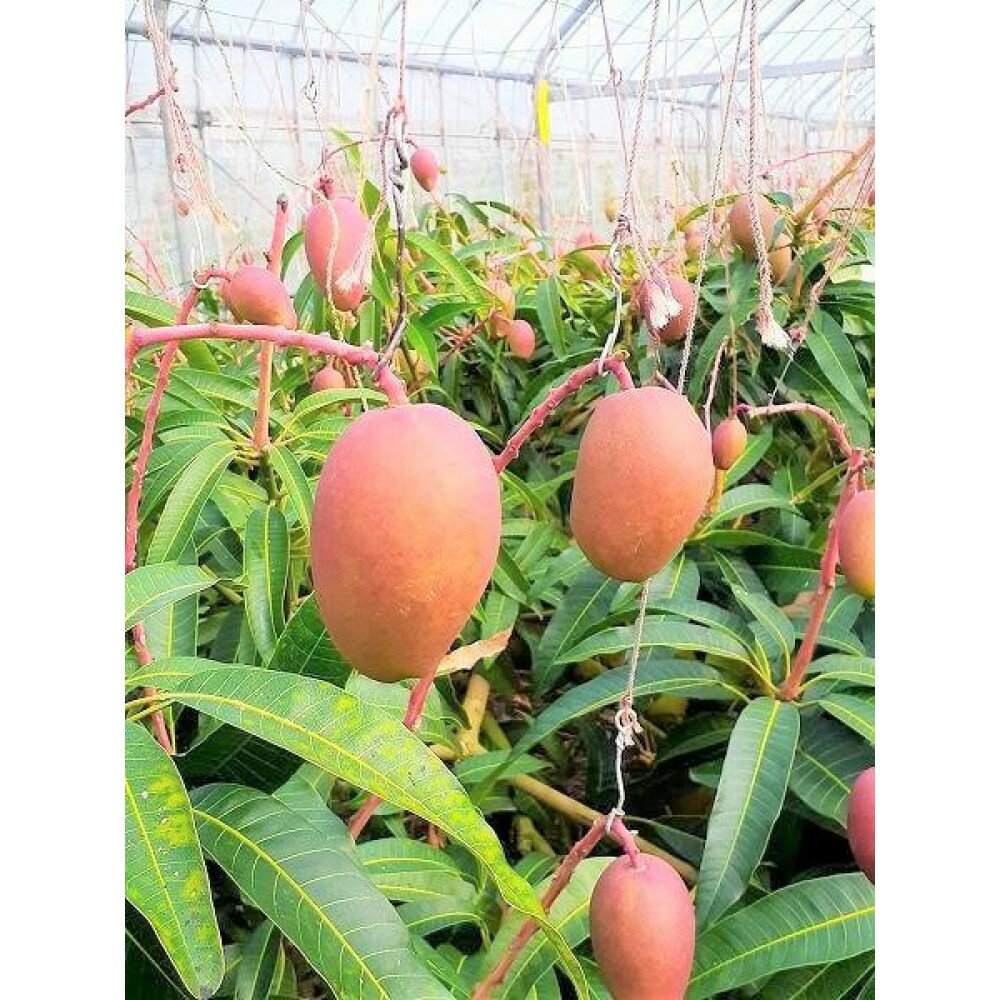 【ふるさと納税】先行予約2025年●月以降発送【訳あり家庭用】ヨロン島産　島っ娘マンゴー 2キロ　5～7玉　白箱入り | 訳アリ 家庭用 マンゴー 糖度13度以上 期間限定 数量限定 人気 お取り寄せ 取り寄せ 送料無料 鹿児島県 与論 西村農園 サムネイル3