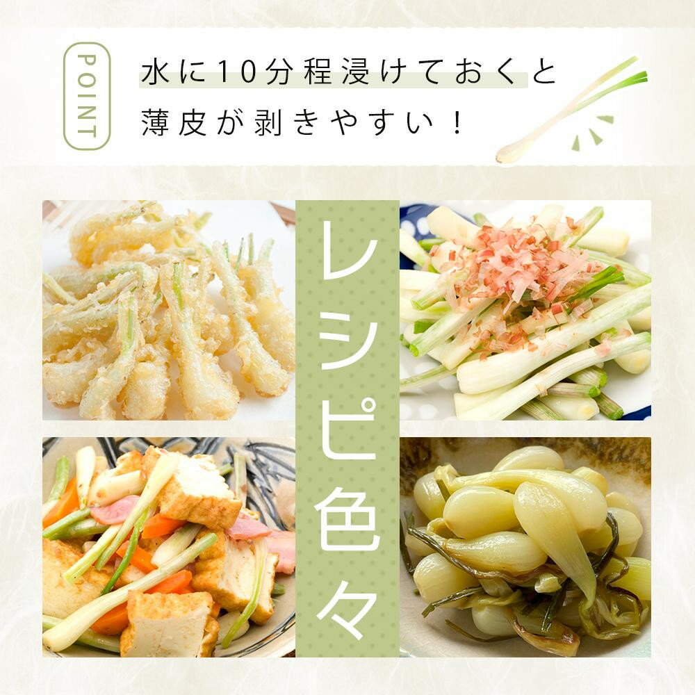 【ふるさと納税】【令和8年3月頃発送】島らっきょう1.5kg(泥付き） - 画像3