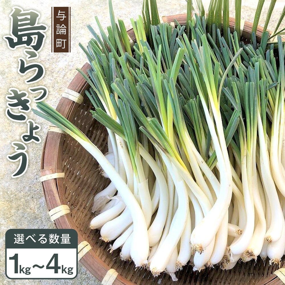 【令和8年3月頃発送】島らっきょう 1kg~4kg (皮処理済）