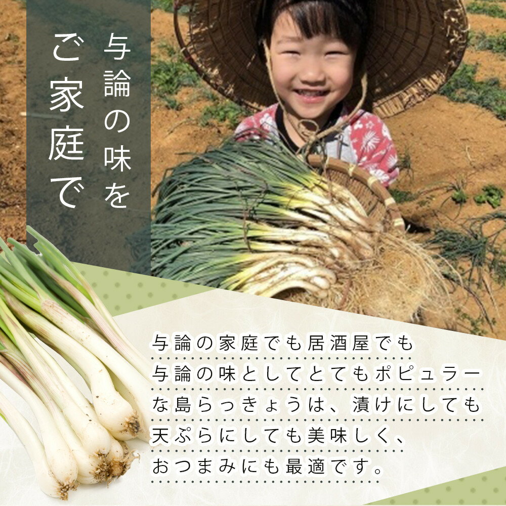 【ふるさと納税】【令和8年3月頃発送】島らっきょう 1kg~4kg (皮処理済） - 画像2