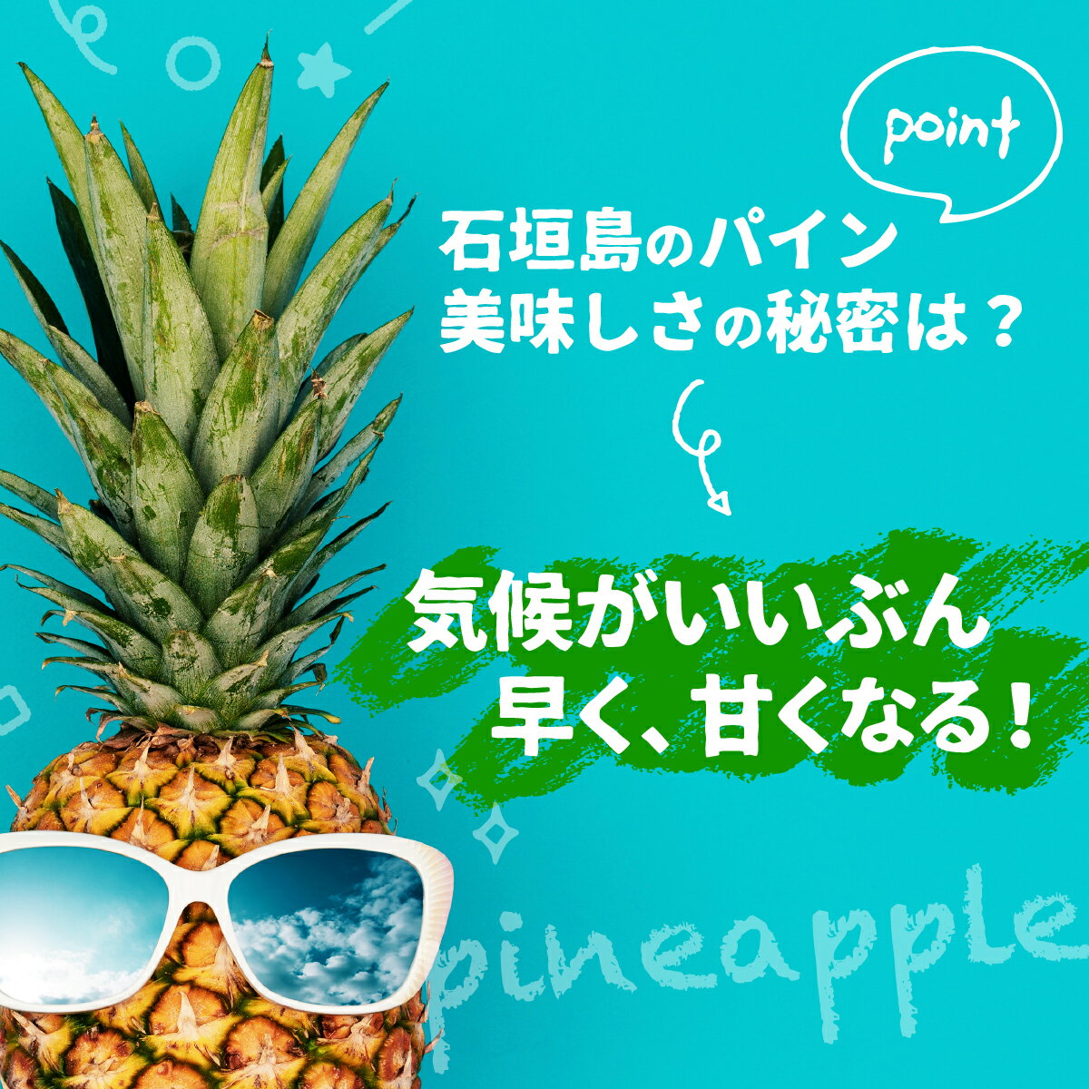 【ふるさと納税】＜先行受付＞石垣パイン ハワイ種 3個 or 6個 セット ＜2026年7月上旬以降発送＞ | パイナップル パイン ハワイ種 4kg 8kg 果物 くだもの フルーツ 果実 国産 沖縄県 沖縄 石垣 石垣島 石垣市 ふるさと 人気 送料無料 - 画像2