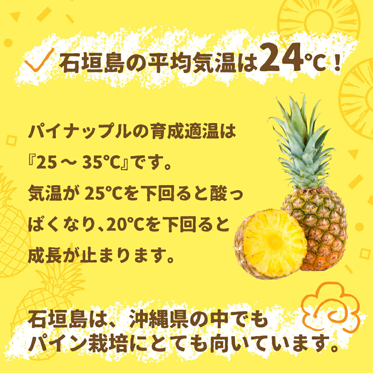 【ふるさと納税】＜先行受付＞石垣パイン ハワイ種 3個 or 6個 セット ＜2026年7月上旬以降発送＞ | パイナップル パイン ハワイ種 4kg 8kg 果物 くだもの フルーツ 果実 国産 沖縄県 沖縄 石垣 石垣島 石垣市 ふるさと 人気 送料無料 - 画像3
