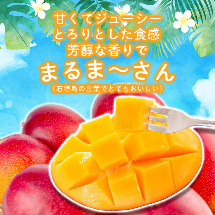 【ふるさと納税】＜先行予約＞石垣島ど真ん中 まるま〜さんマンゴー 1kg (2〜3玉)【2026年7月頃順次発送】 | ふるさと納税 マンゴー フルーツ 果物 完熟 アップルマンゴー アーウィンマンゴー 沖縄県 石垣市 石垣島 産地直送 ふるさと 人気 送料無料 IT-1 サムネイル2